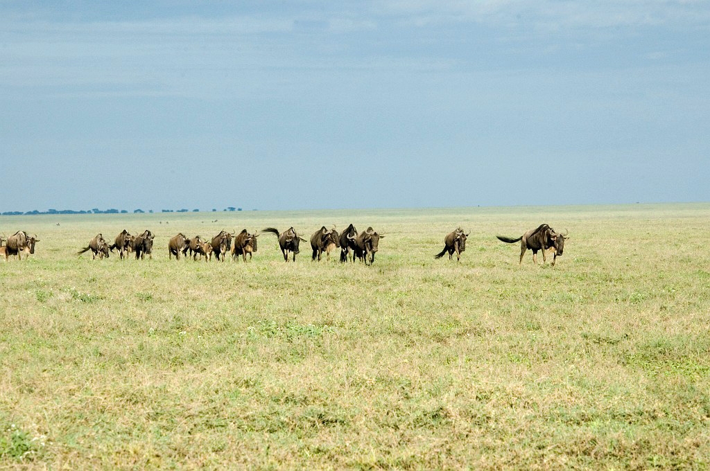 Ndutu Gnu vandring00.jpg - Blue Wilderbeest (Connochaetus taurinus), Tanzania March 2006